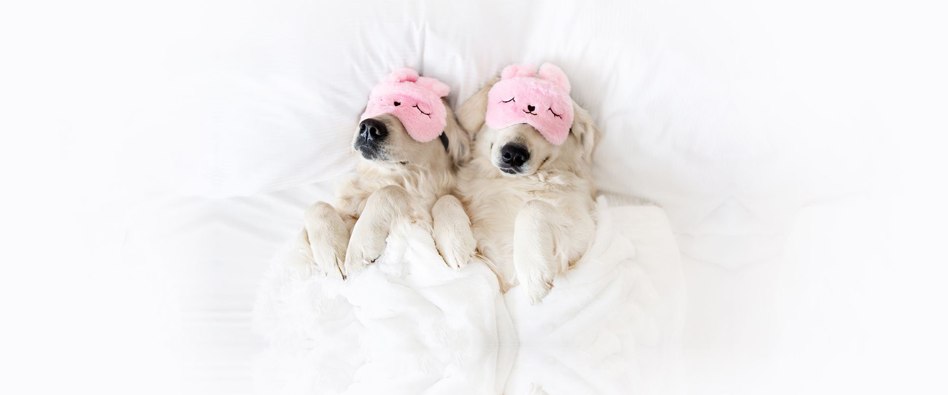 Pampered shop pets hamilton